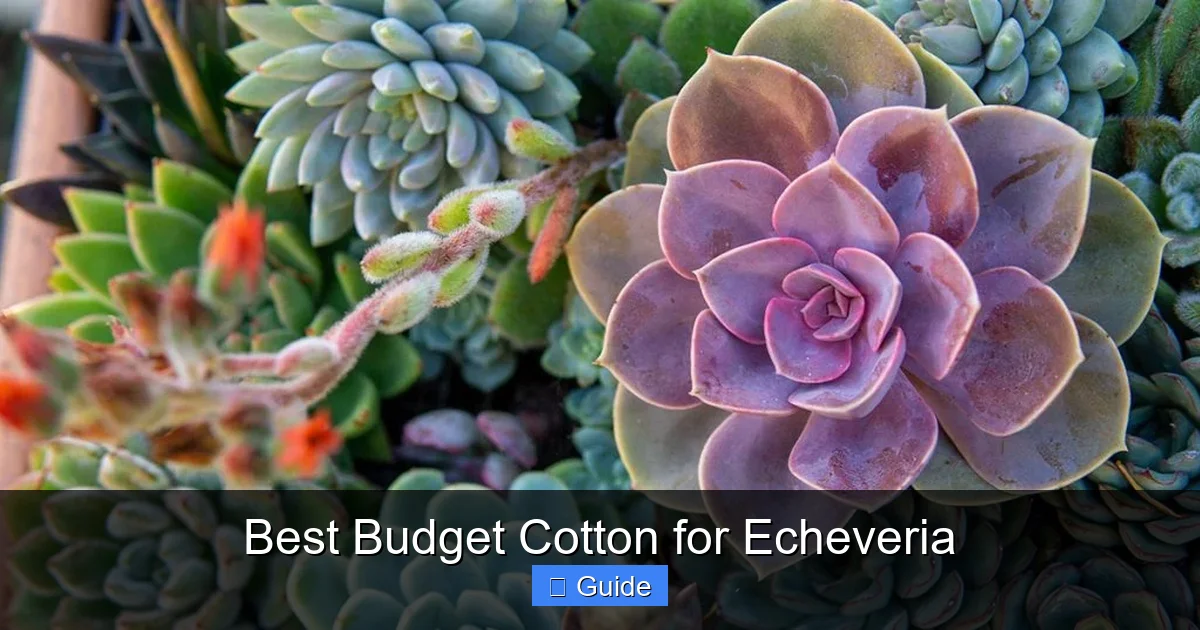 Best Budget Cotton for Echeveria