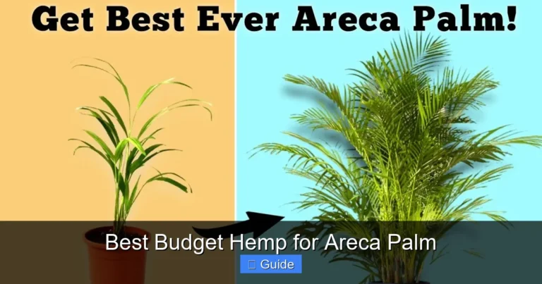 Best Budget Hemp for Areca Palm