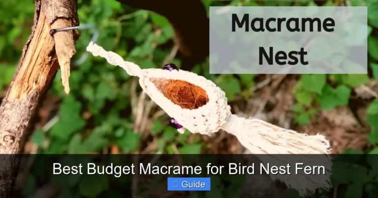 Best Budget Macrame for Bird Nest Fern