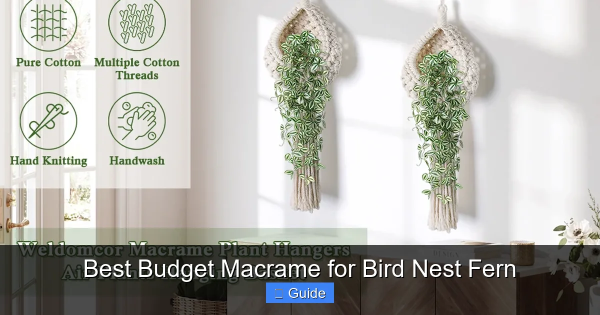 Best Budget Macrame for Bird Nest Fern