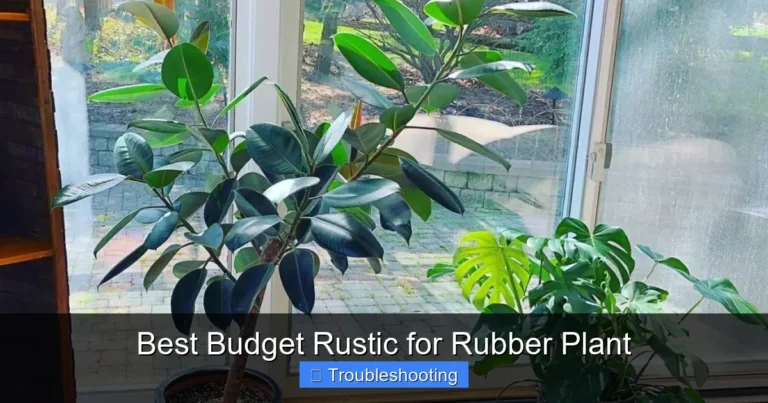 Best Budget Rustic for Rubber Plant