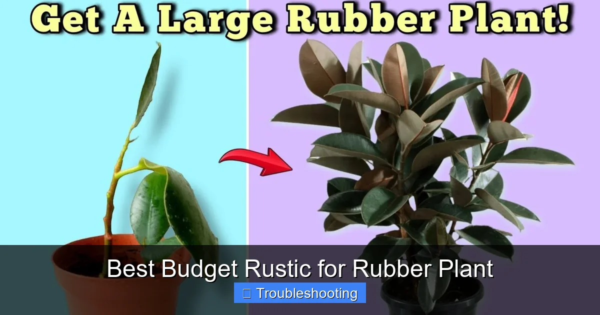 Best Budget Rustic for Rubber Plant