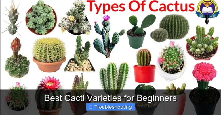 Best Cacti Varieties for Beginners