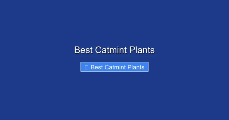 Best Catmint Plants