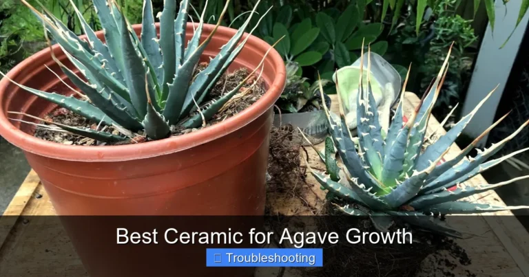 Best Ceramic for Agave Growth
