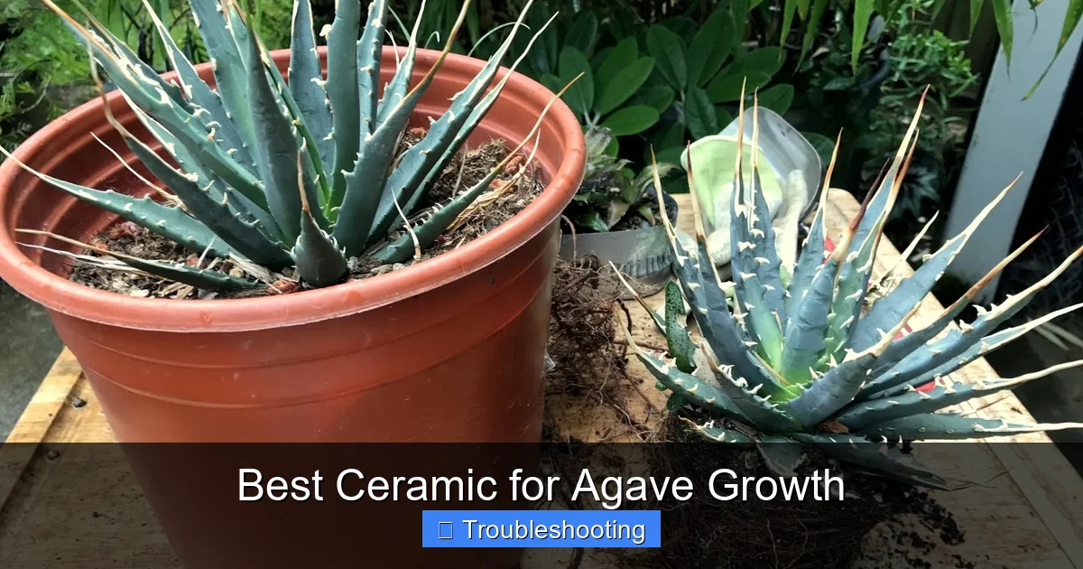Best Ceramic for Agave Growth