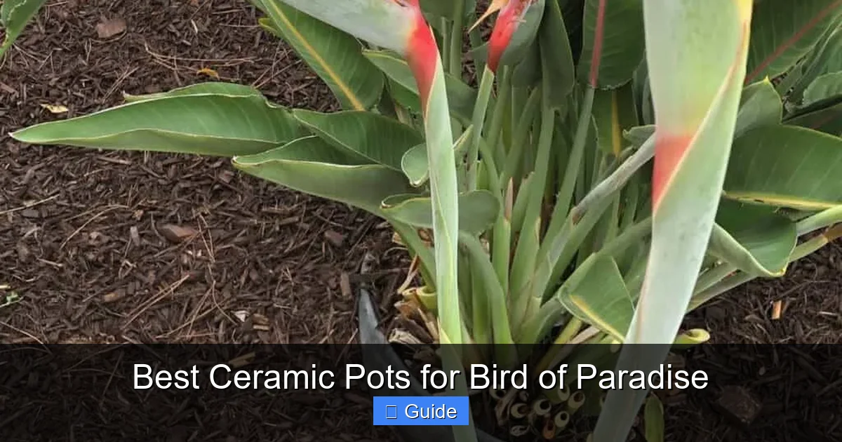 Best Ceramic Pots for Bird of Paradise