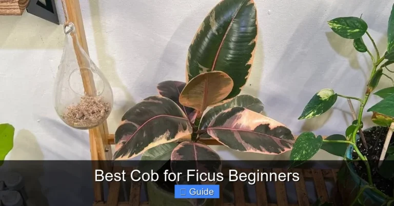 Best Cob for Ficus Beginners