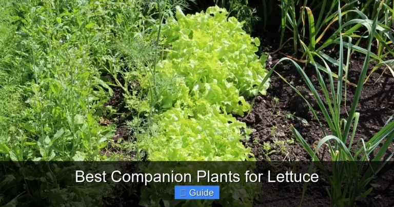 Best Companion Plants for Lettuce