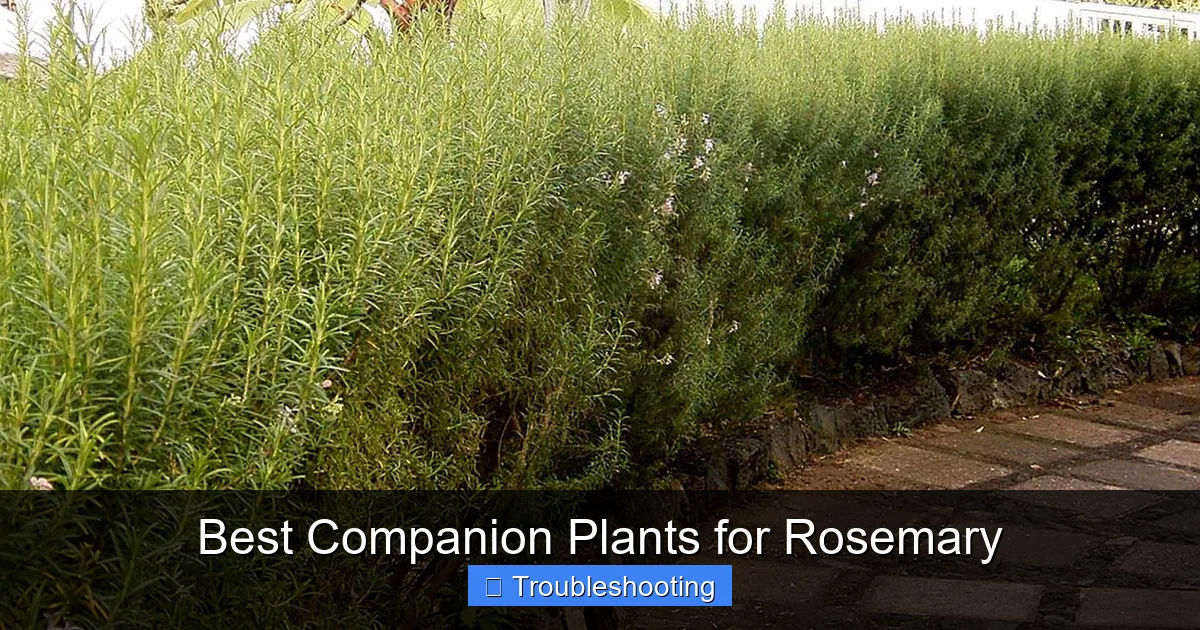 Best Companion Plants for Rosemary