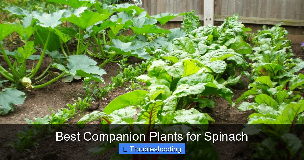 Best Companion Plants for Spinach