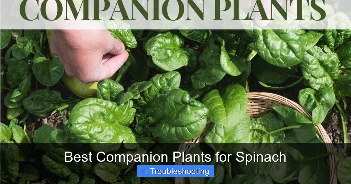 Best Companion Plants for Spinach