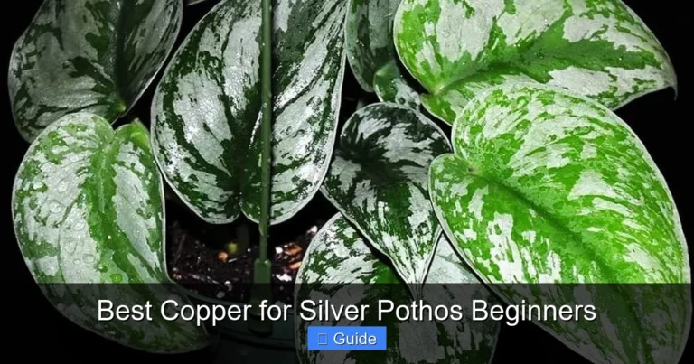 Best Copper for Silver Pothos Beginners
