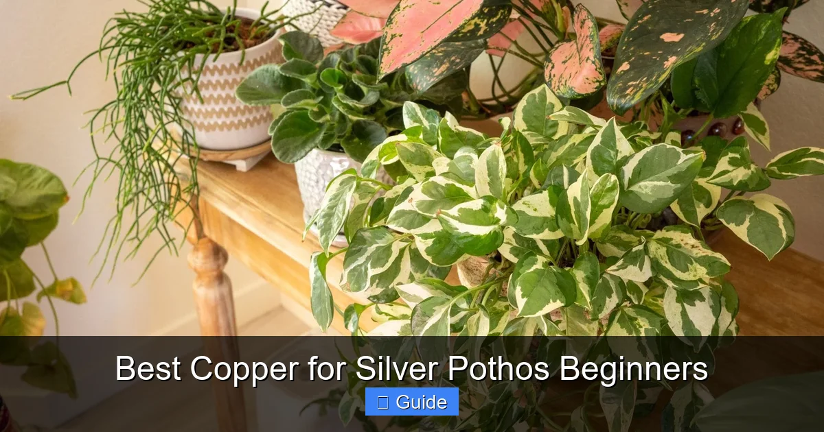 Best Copper for Silver Pothos Beginners