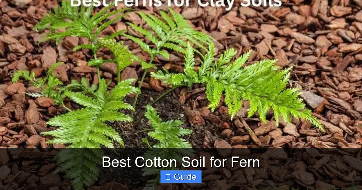 Best Cotton Soil for Fern