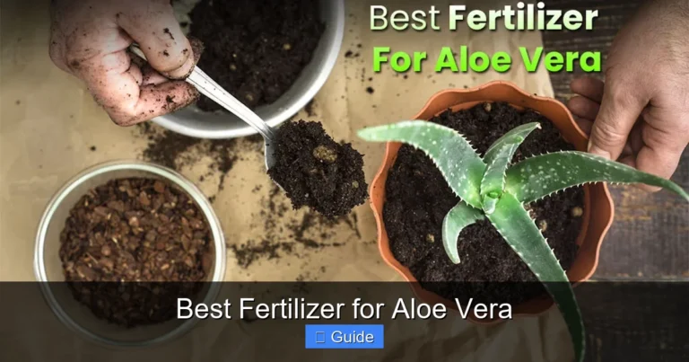 Best Fertilizer for Aloe Vera