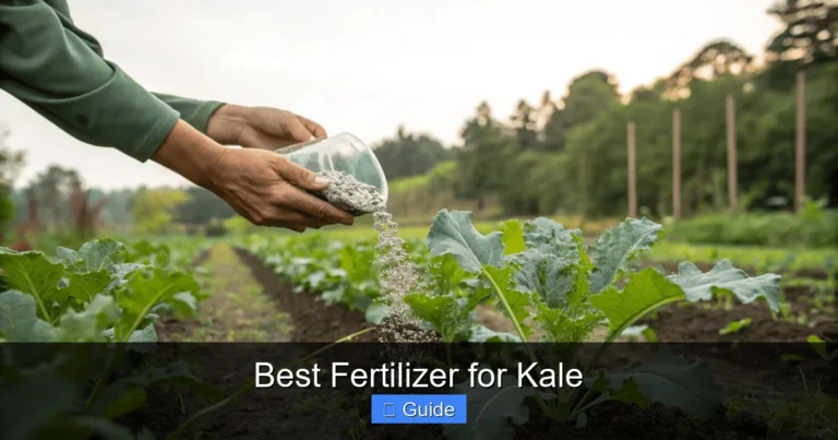 Best Fertilizer for Kale