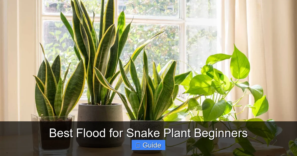 Best Flood for Snake Plant Beginners
