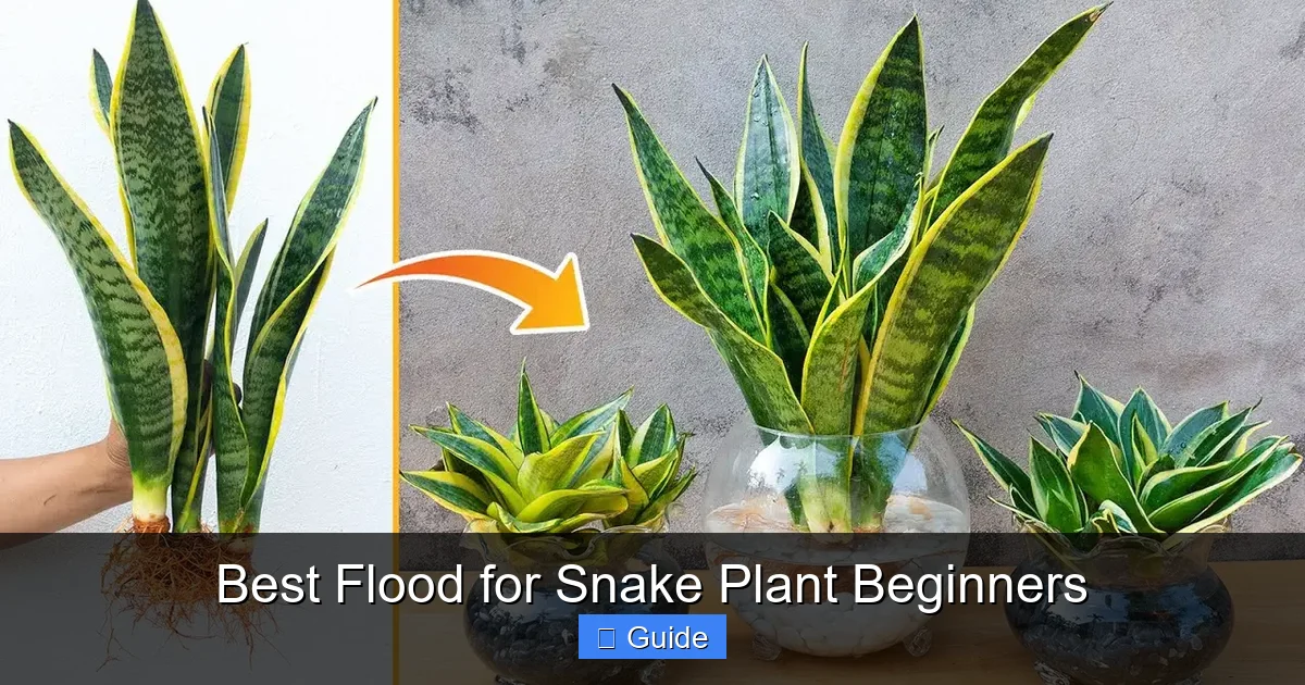 Best Flood for Snake Plant Beginners