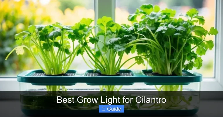 Best Grow Light for Cilantro