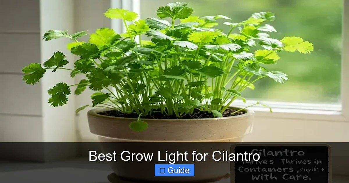 Best Grow Light for Cilantro
