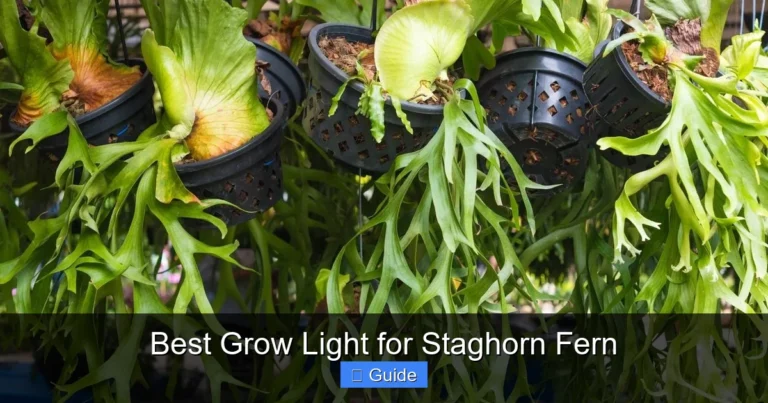 Best Grow Light for Staghorn Fern