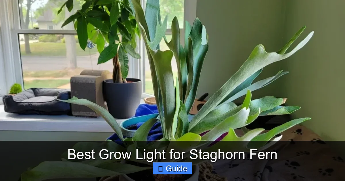 Best Grow Light for Staghorn Fern