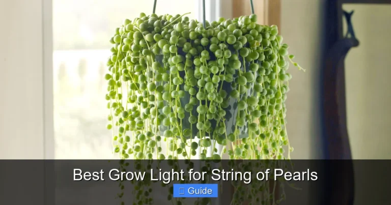 Best Grow Light for String of Pearls