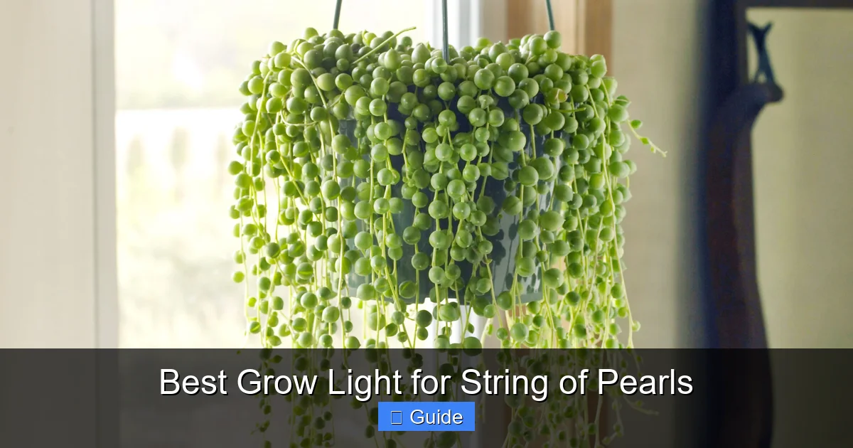 Best Grow Light for String of Pearls