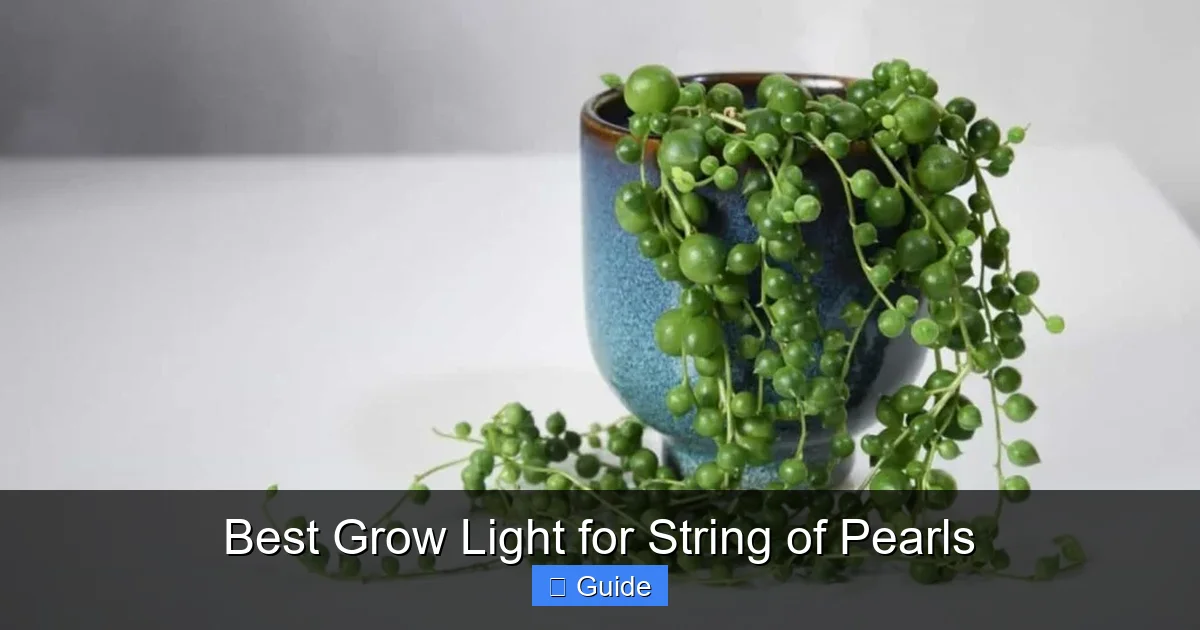 Best Grow Light for String of Pearls