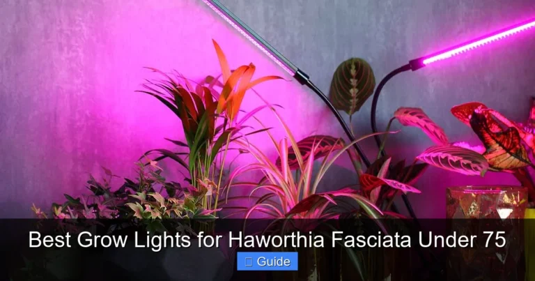 Best Grow Lights for Haworthia Fasciata Under 75