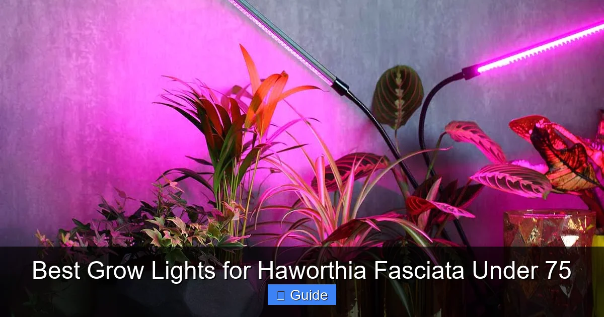 Best Grow Lights for Haworthia Fasciata Under 75