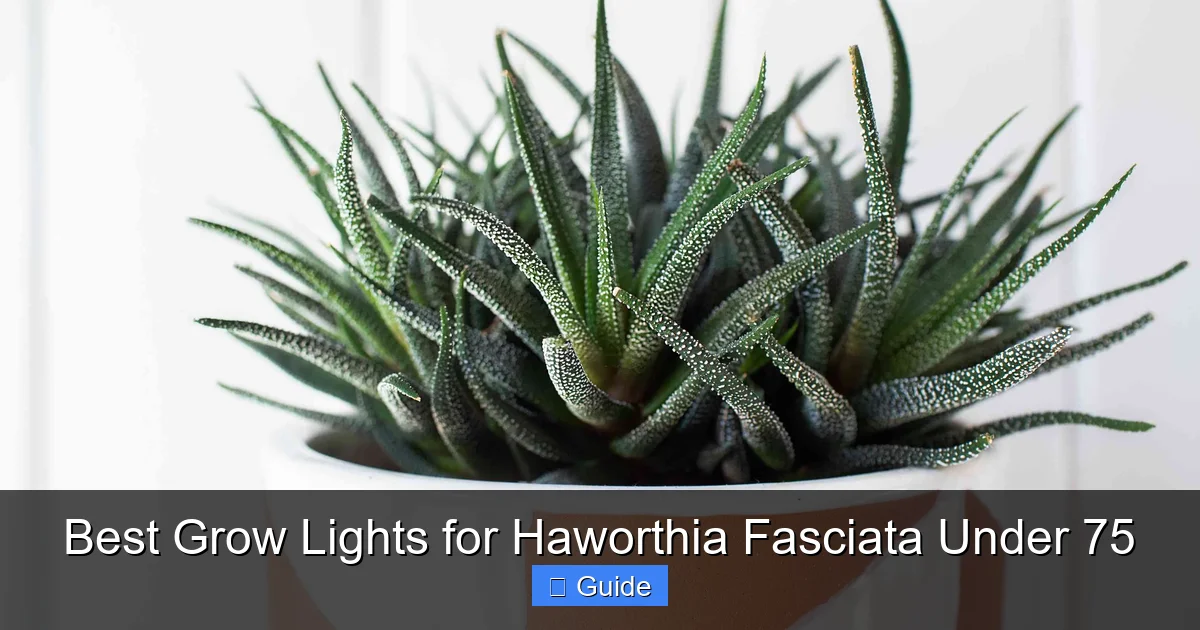 Best Grow Lights for Haworthia Fasciata Under 75
