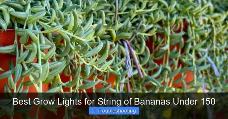 Best Grow Lights for String of Bananas Under 150