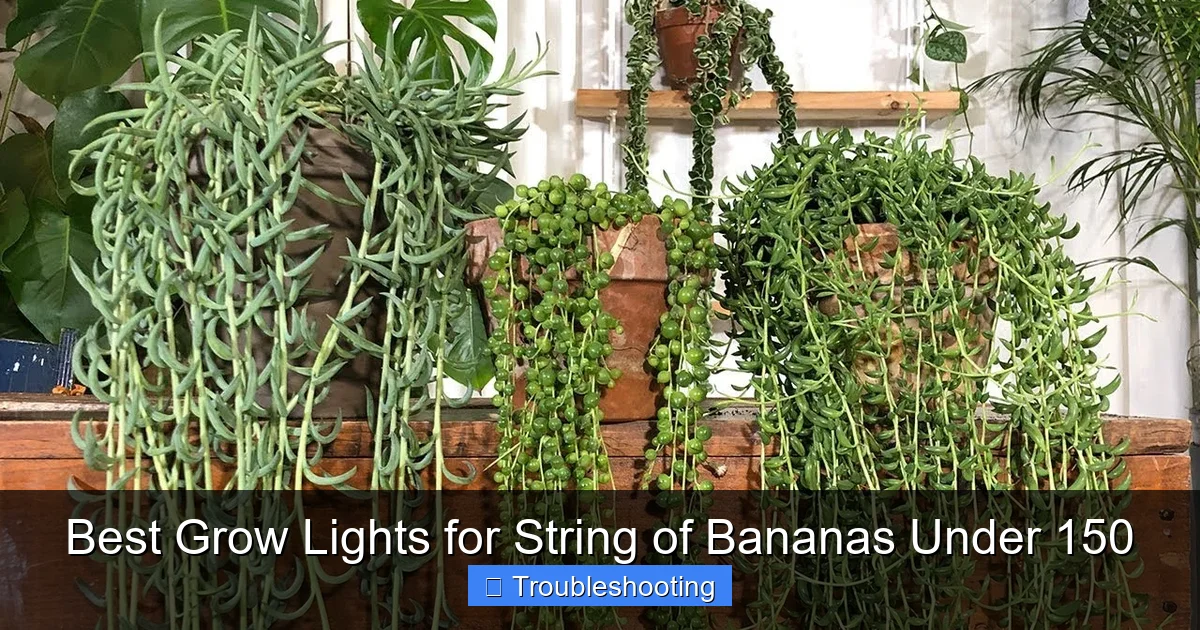 Best Grow Lights for String of Bananas Under 150