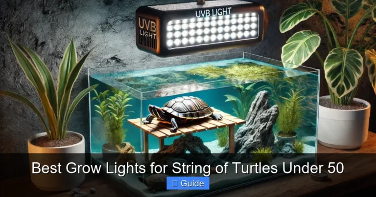 Best Grow Lights for String of Turtles Under 50