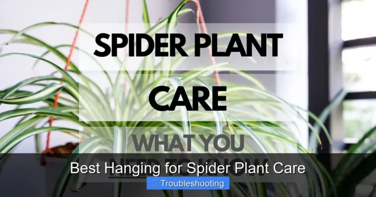 Best Hanging for Spider Plant Care