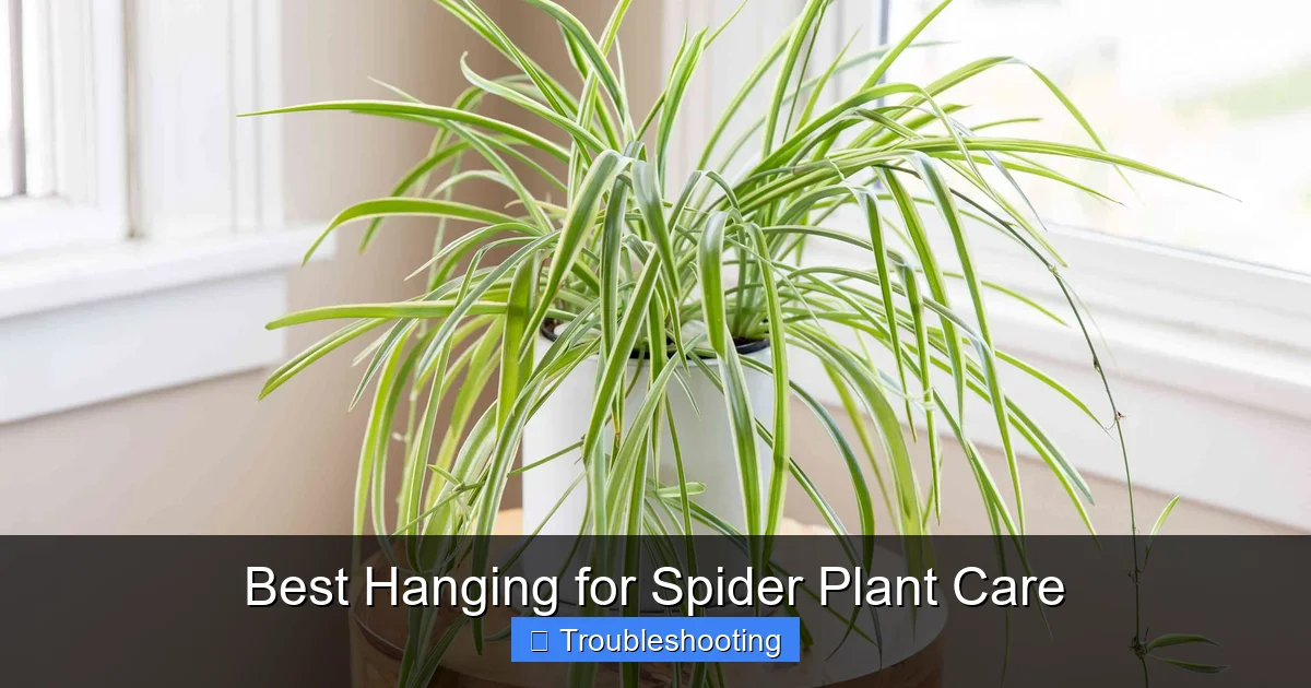 Best Hanging for Spider Plant Care