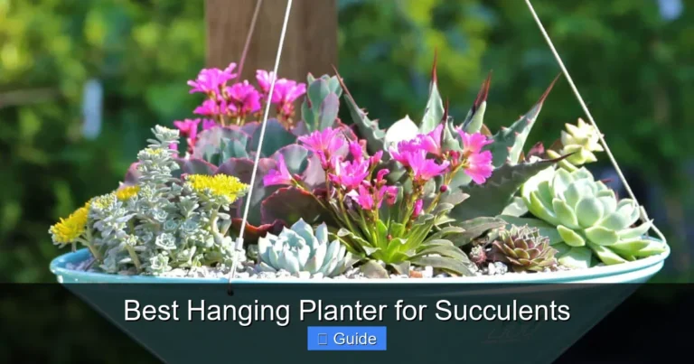 Best Hanging Planter for Succulents