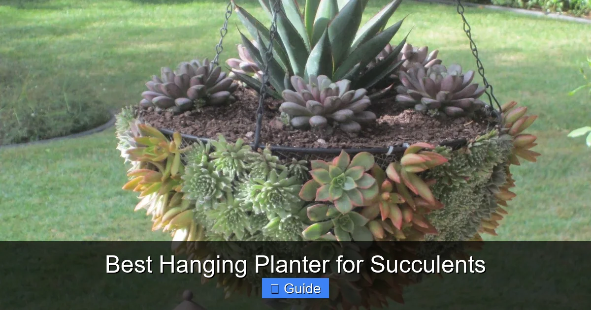 Best Hanging Planter for Succulents