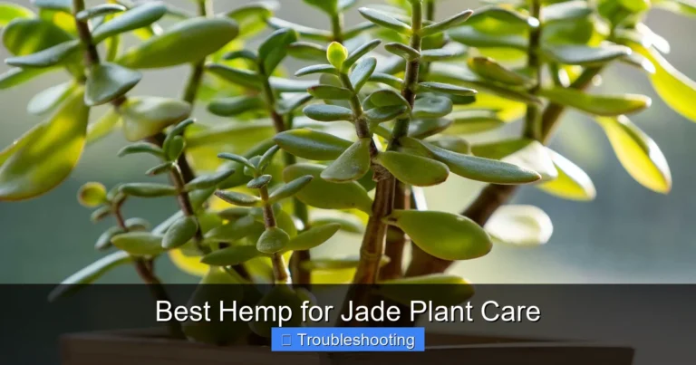 Best Hemp for Jade Plant Care