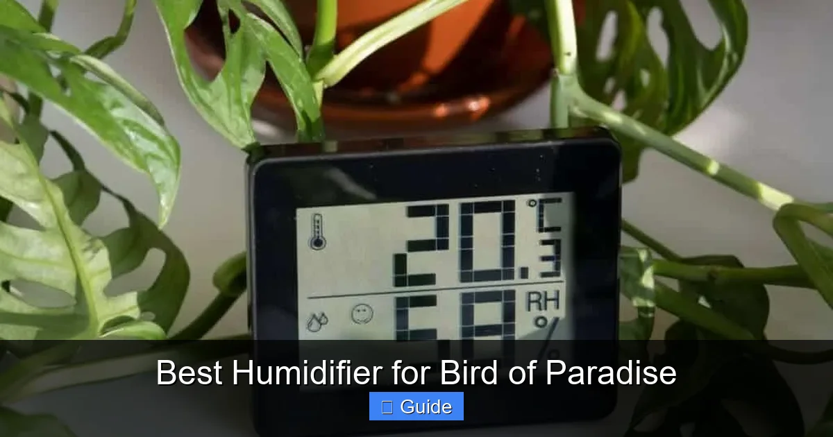 Best Humidifier for Bird of Paradise