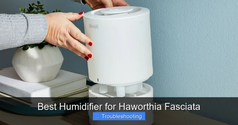 Best Humidifier for Haworthia Fasciata