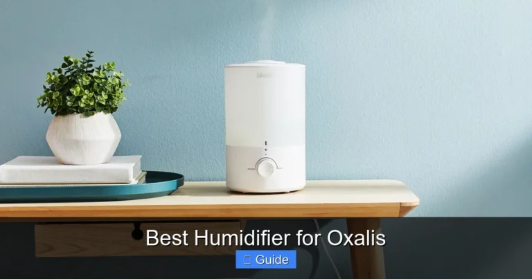 Best Humidifier for Oxalis