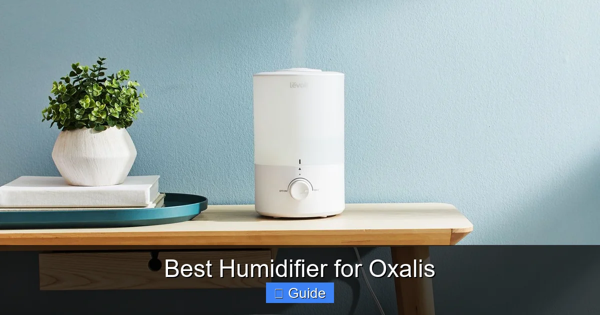 Best Humidifier for Oxalis