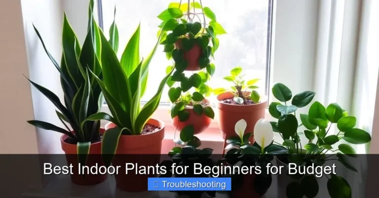 Best Indoor Plants for Beginners for Budget