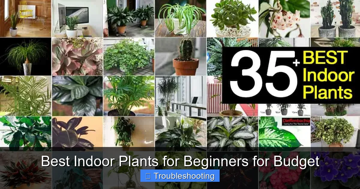 Best Indoor Plants for Beginners for Budget