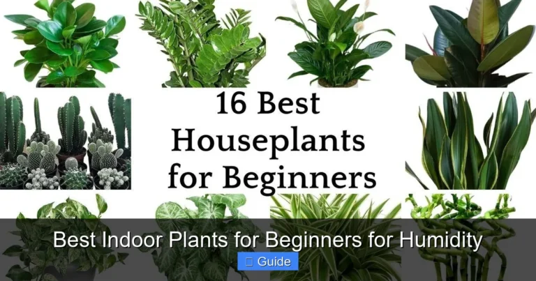 Best Indoor Plants for Beginners for Humidity