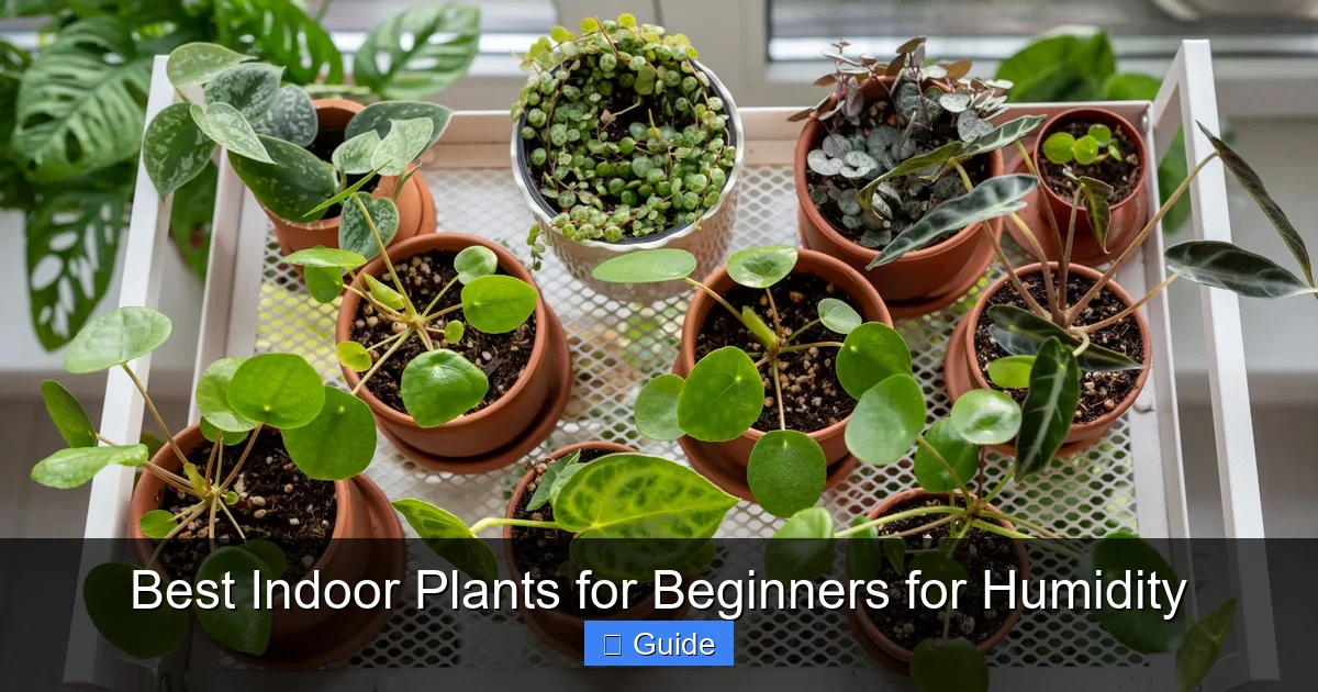Best Indoor Plants for Beginners for Humidity