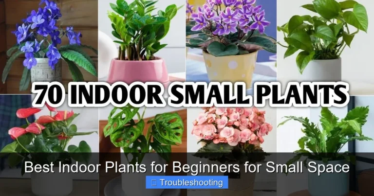 Best Indoor Plants for Beginners for Small Space